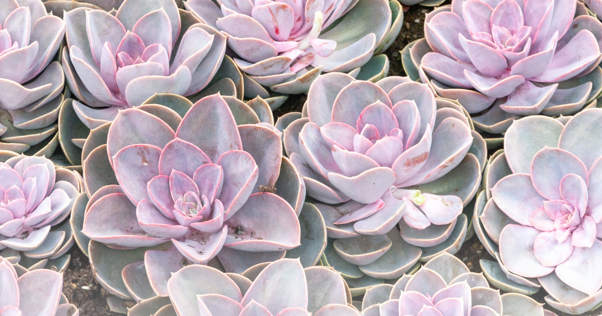 Echeveria -Purple Pearl-.png