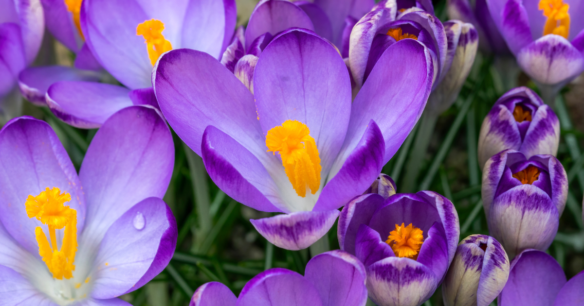 Crocus (1).png