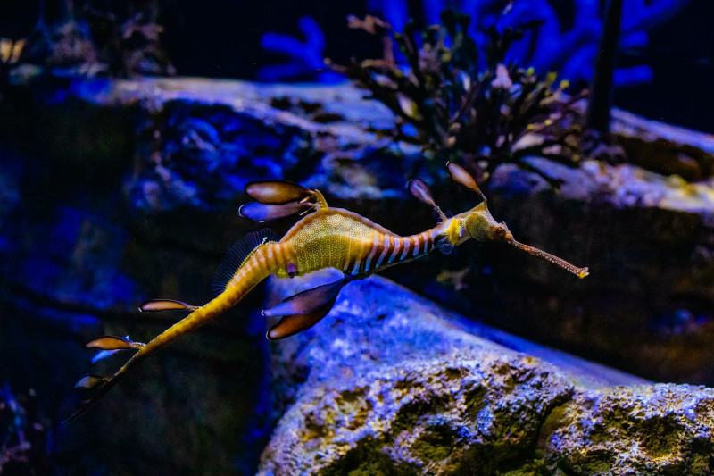 Birch Aquarium successfully spawns three critically endangered