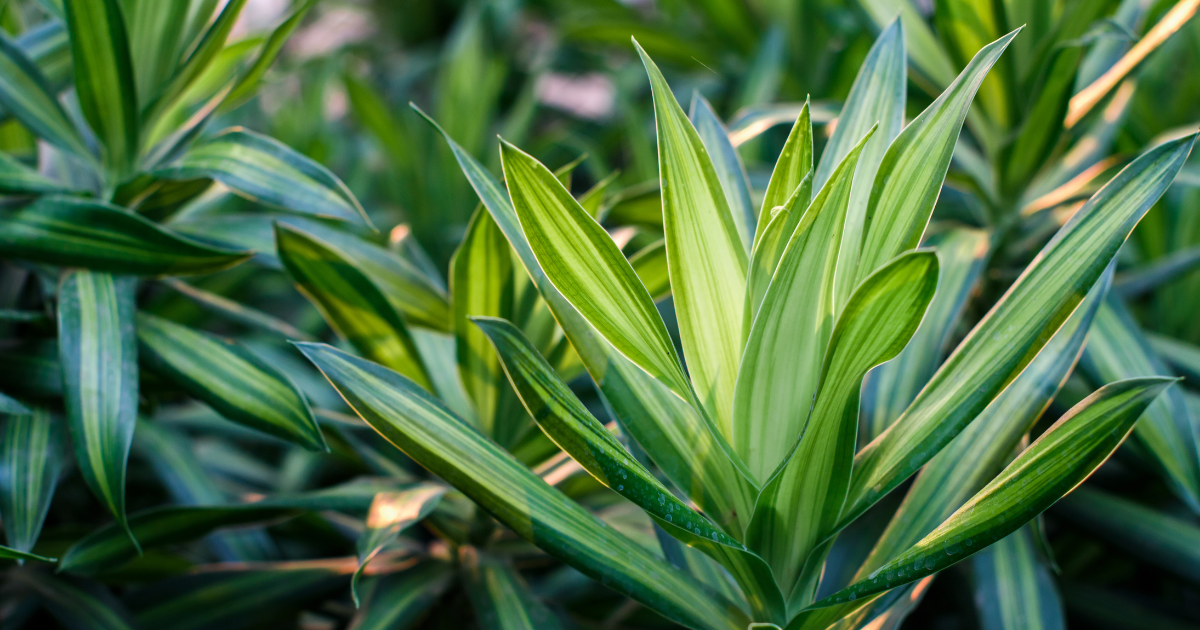 Dracaena.png