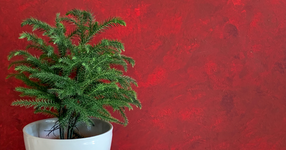 Norfolk Island Pine.png