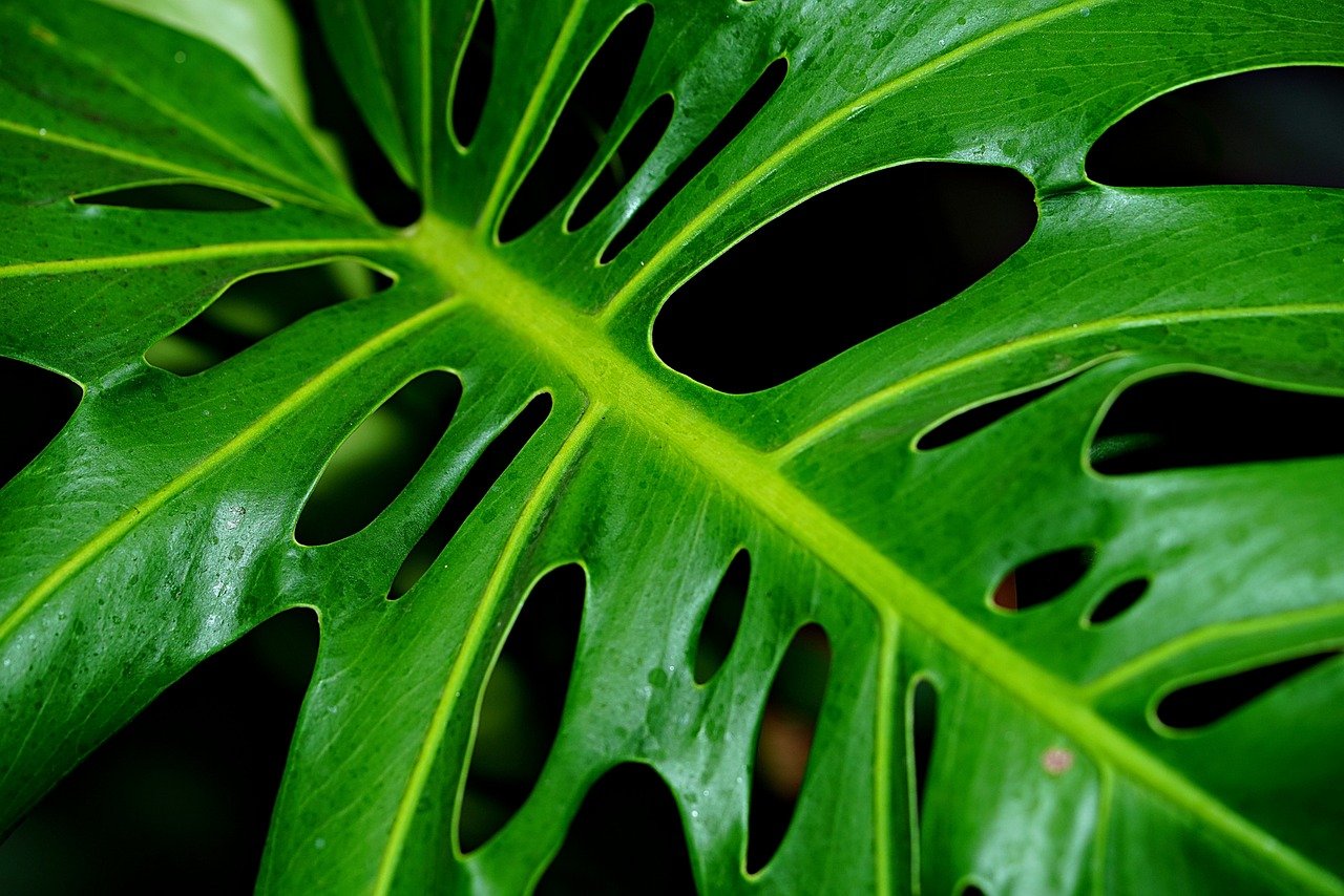 monstera-deliciosa-8383432_1280.jpg