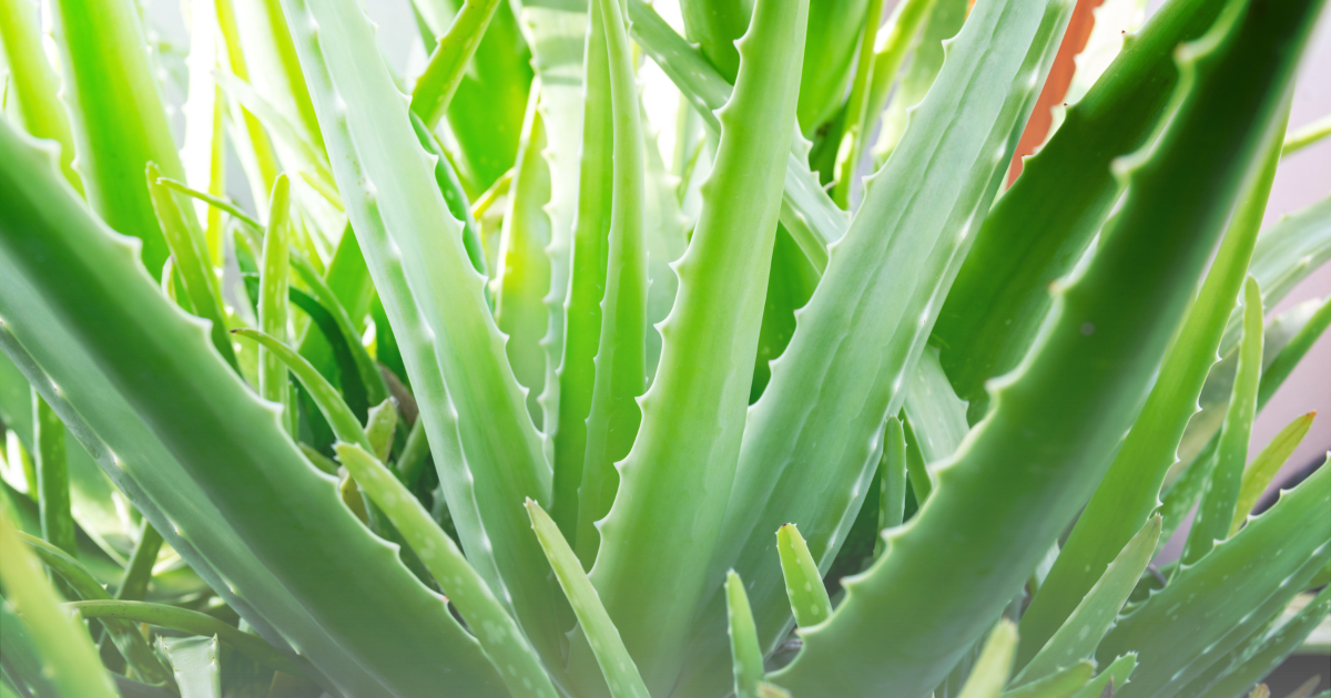 Aloe Vera Lighting (1).png