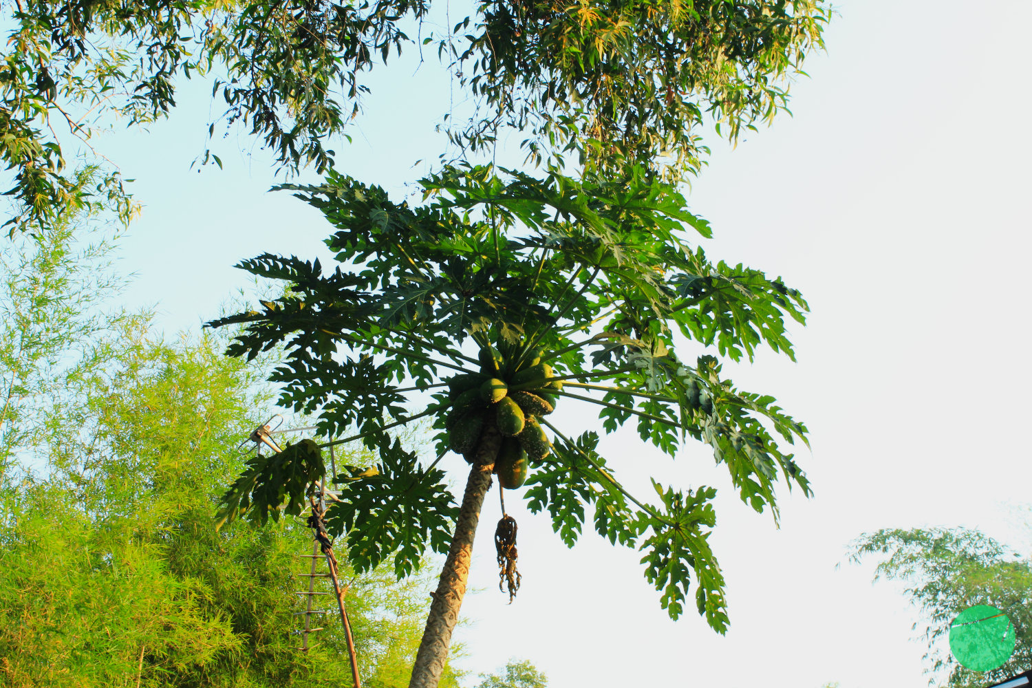 pepaya - 3.jpg