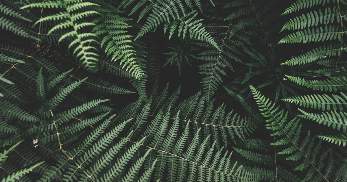 Ferns.png