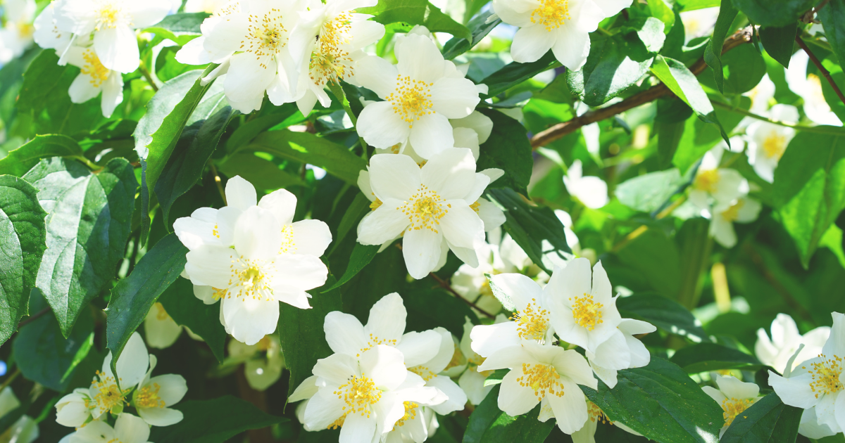 Winter Jasmine Plant Care.png