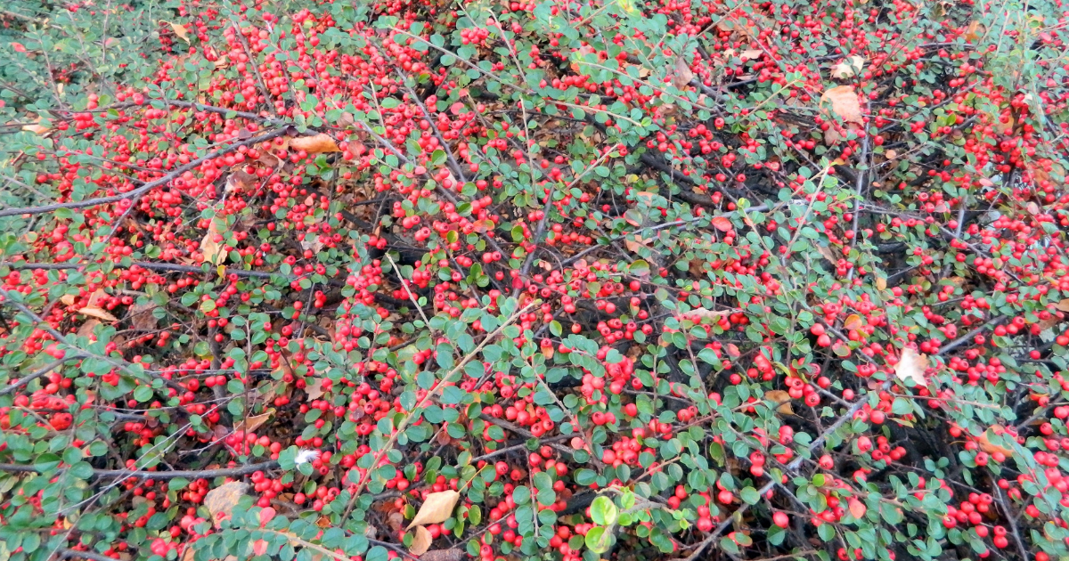 Winterberry (Ilex verticillata) (1).png