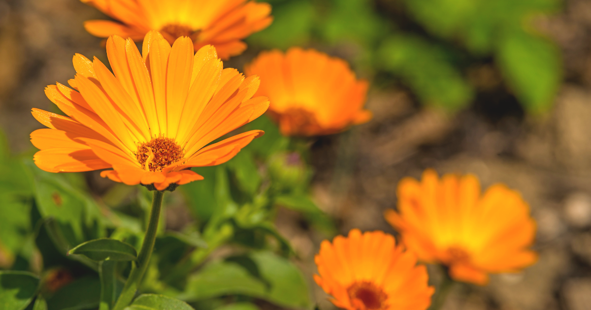 Calendula.png