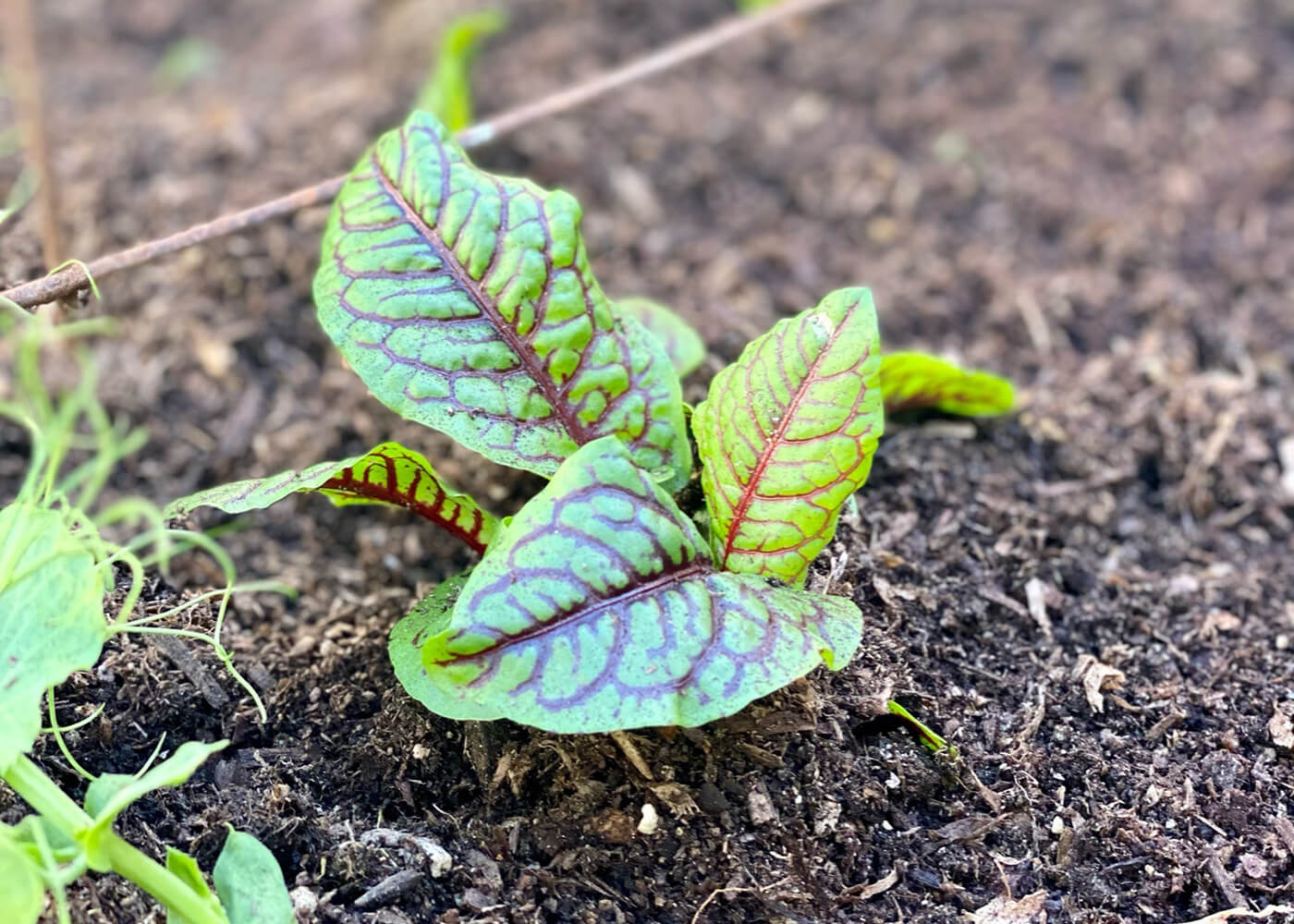 Garden Replanting in DTLA