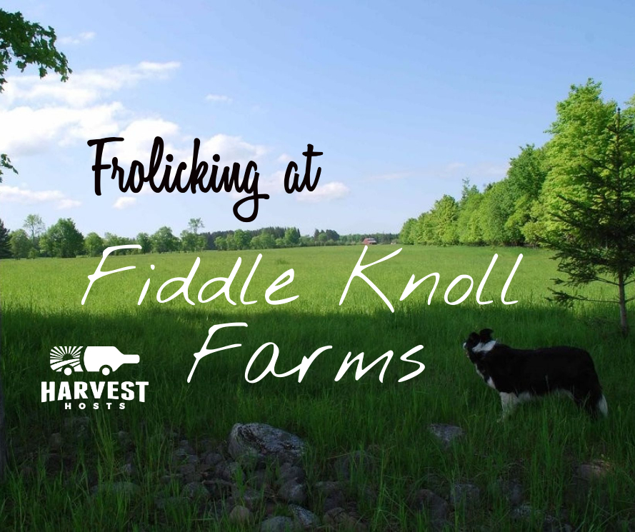 Frolicking at Fiddle Knoll Farm