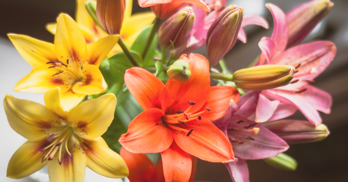 Different Types Of Lilies Plants Lily Bulbs | Shop 27 Varieties | Eden