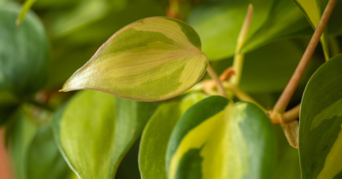 Philodendron Brasil .png