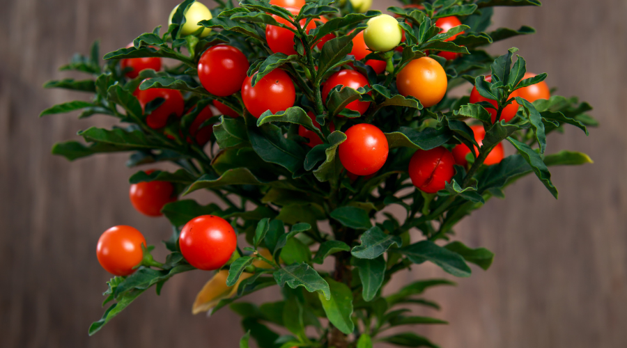 tomato-plant-winter.png