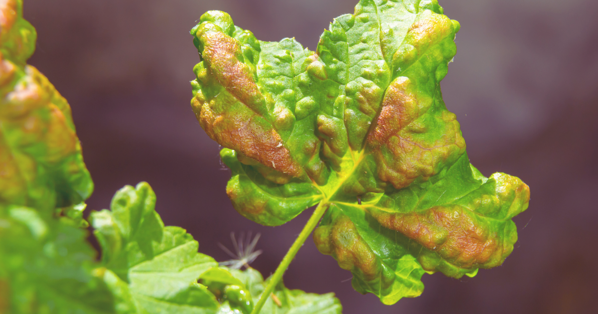 Signs of Heat Stress in Plants.png
