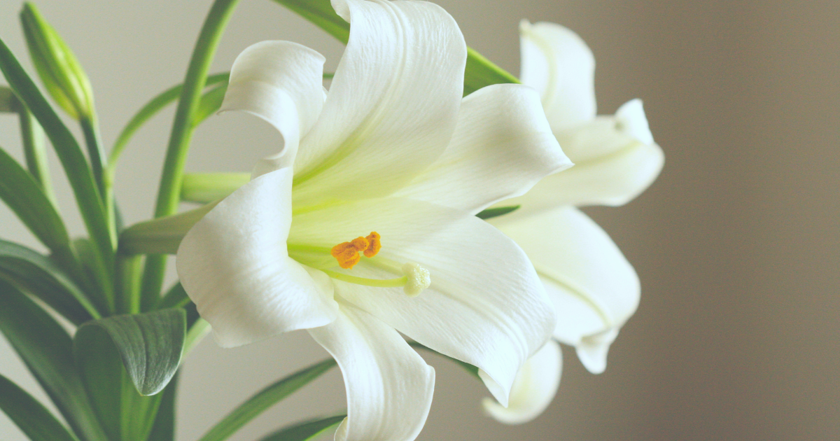 Easter Lily.png