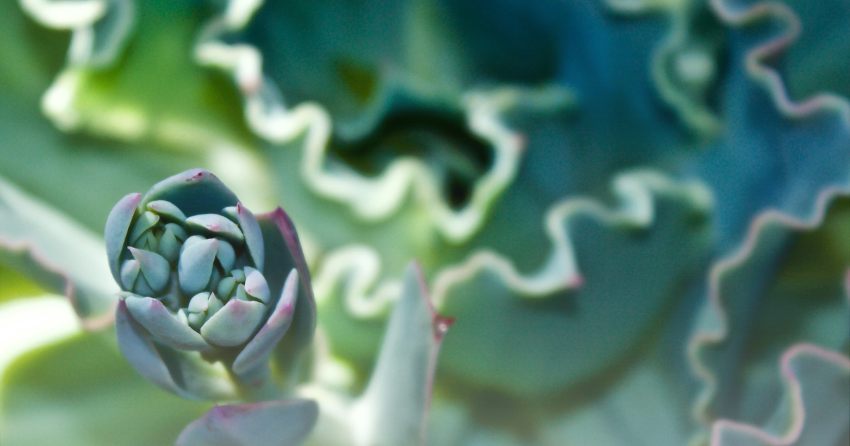 Echeveria -Blue Curls-.png