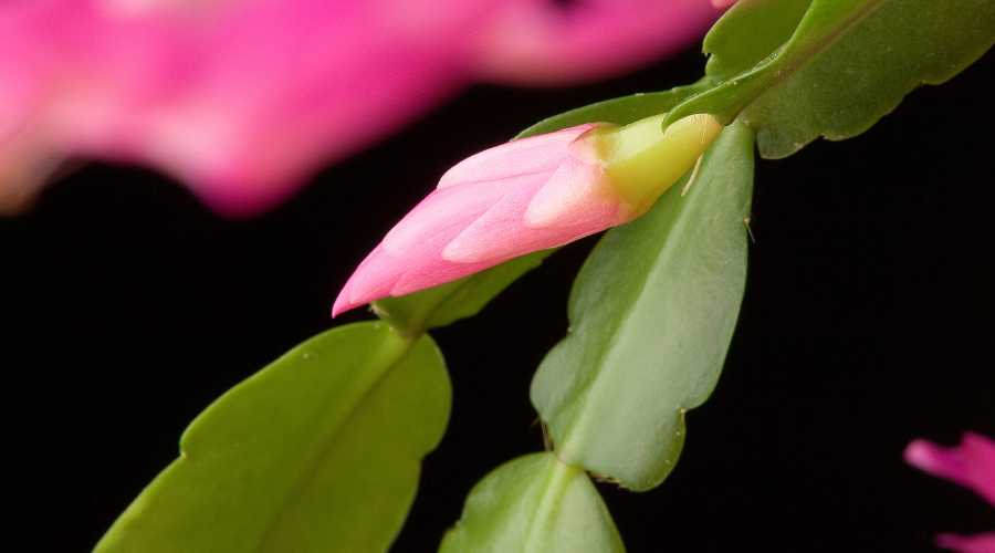 repot-christmas-cactus.png