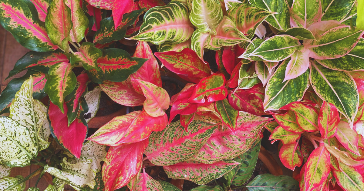 Aglaonema.png