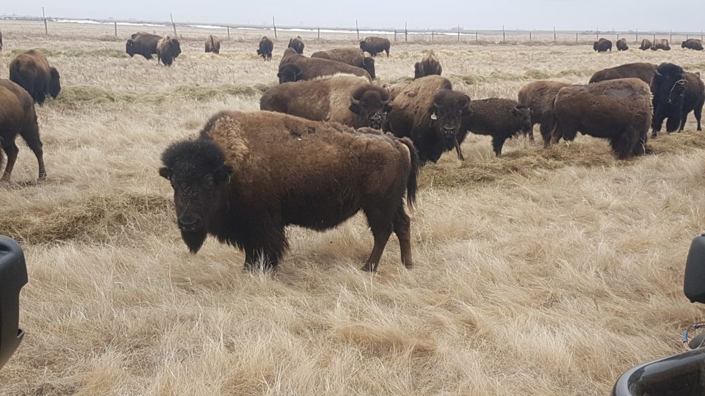 They raise buffalo for different packs of meat.