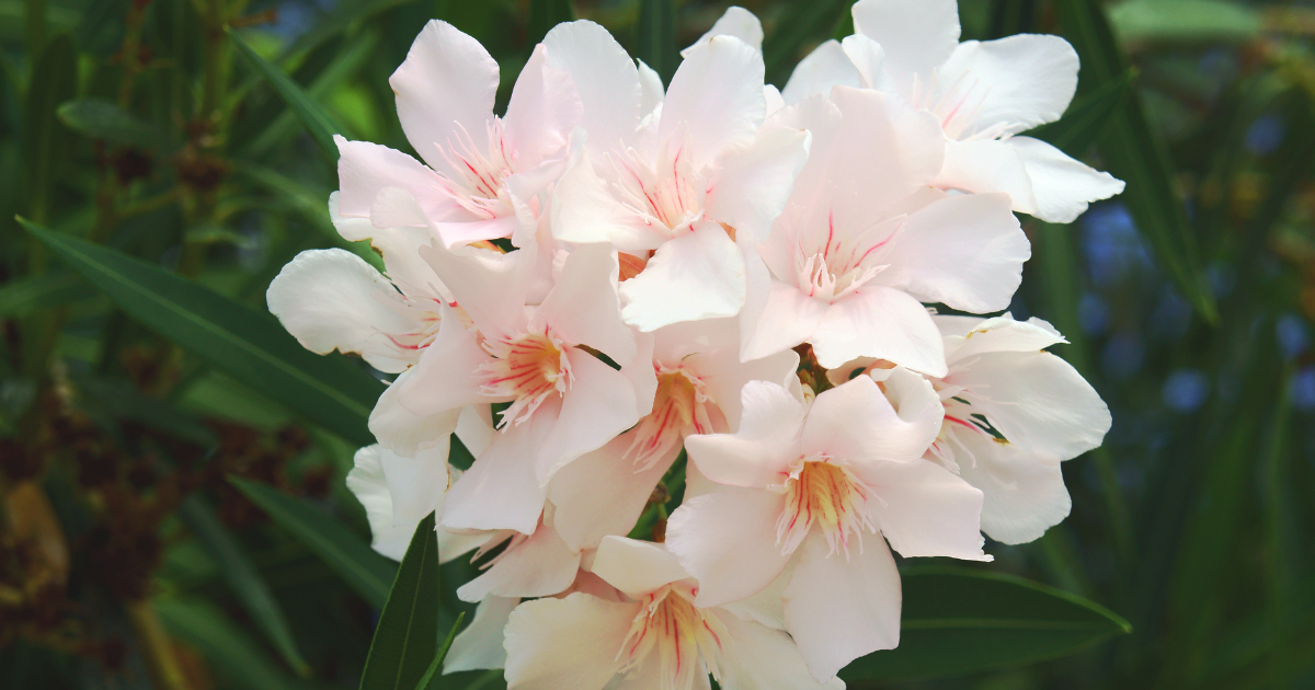 Oleander.png