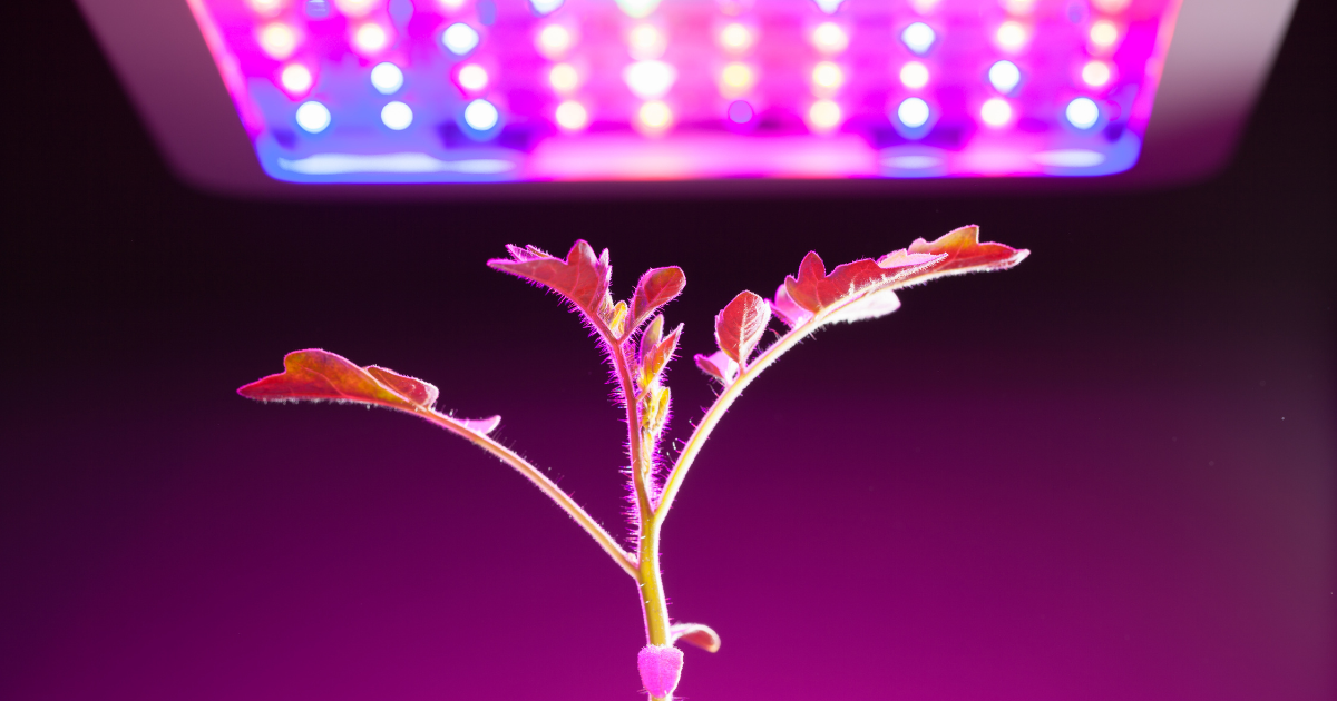 LED Grow Lights.png