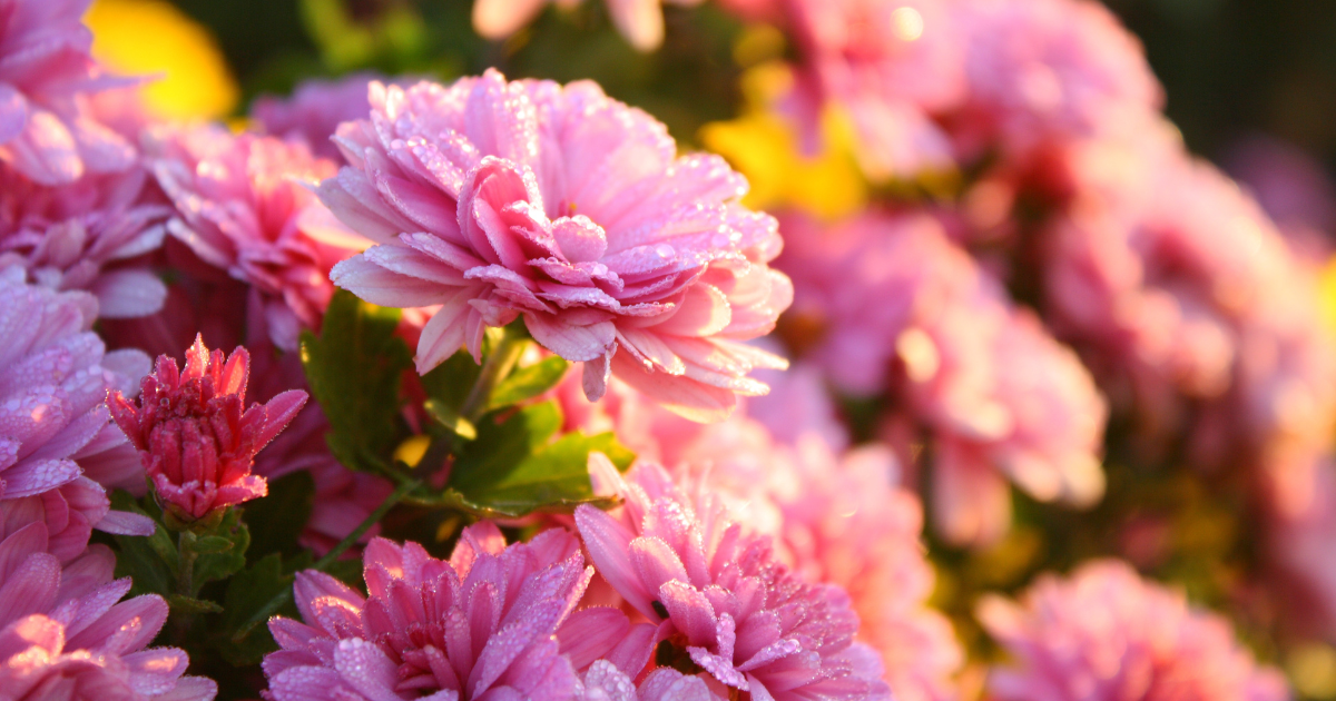 Chrysanthemum (1).png