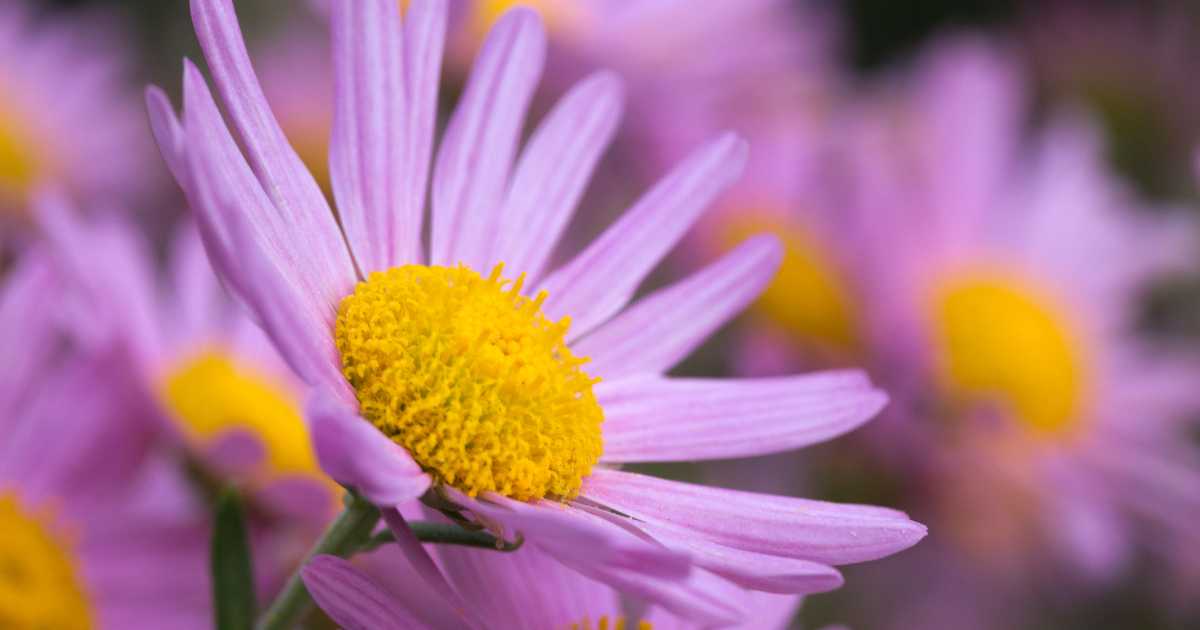 chrysanthemum Clara Curtis.png
