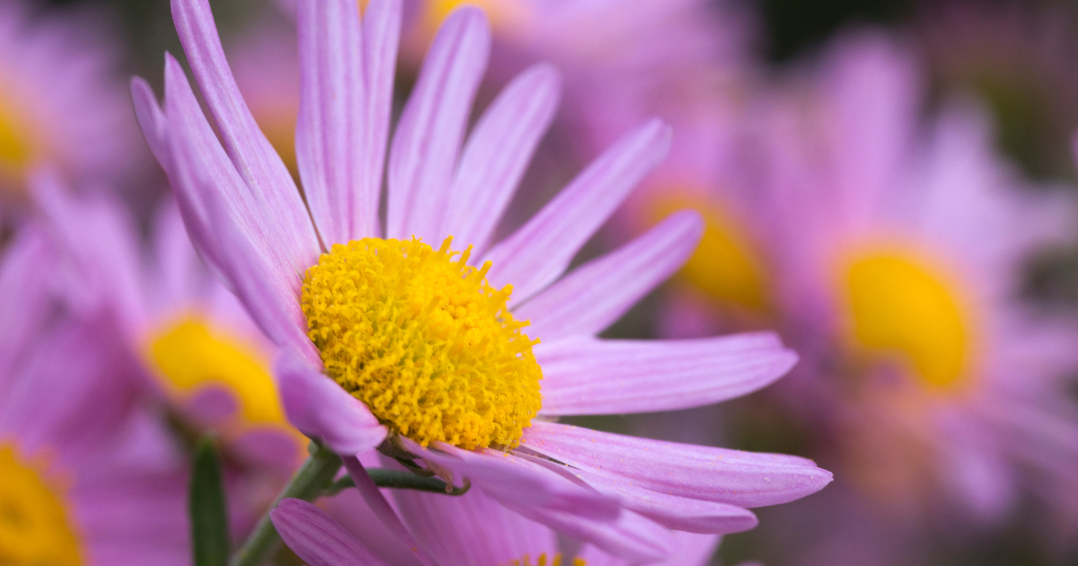 Flora | 12 Beautiful Types of Chrysanthemums for Your Garden