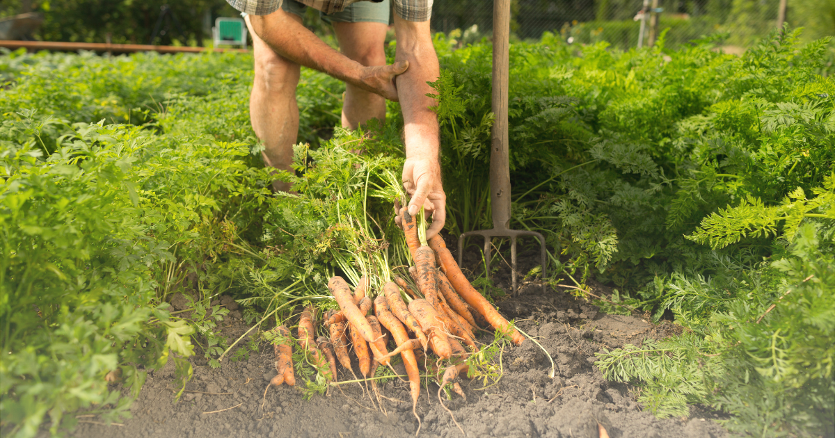 Planting Carrots.png