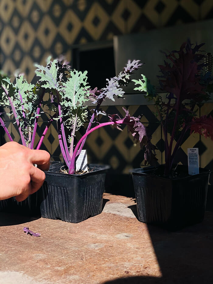 Garden Replanting in DTLA