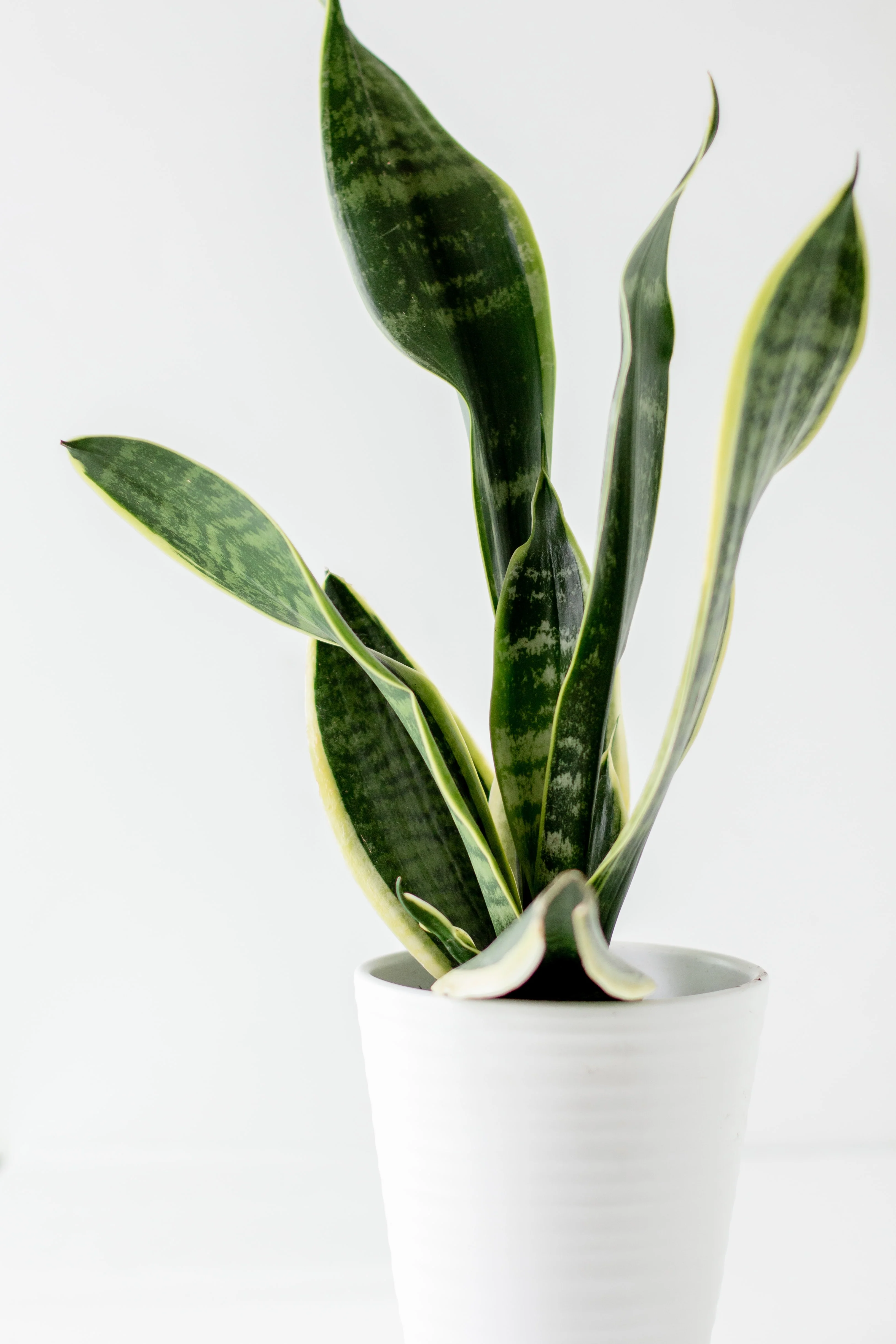 snake plant for work.webp