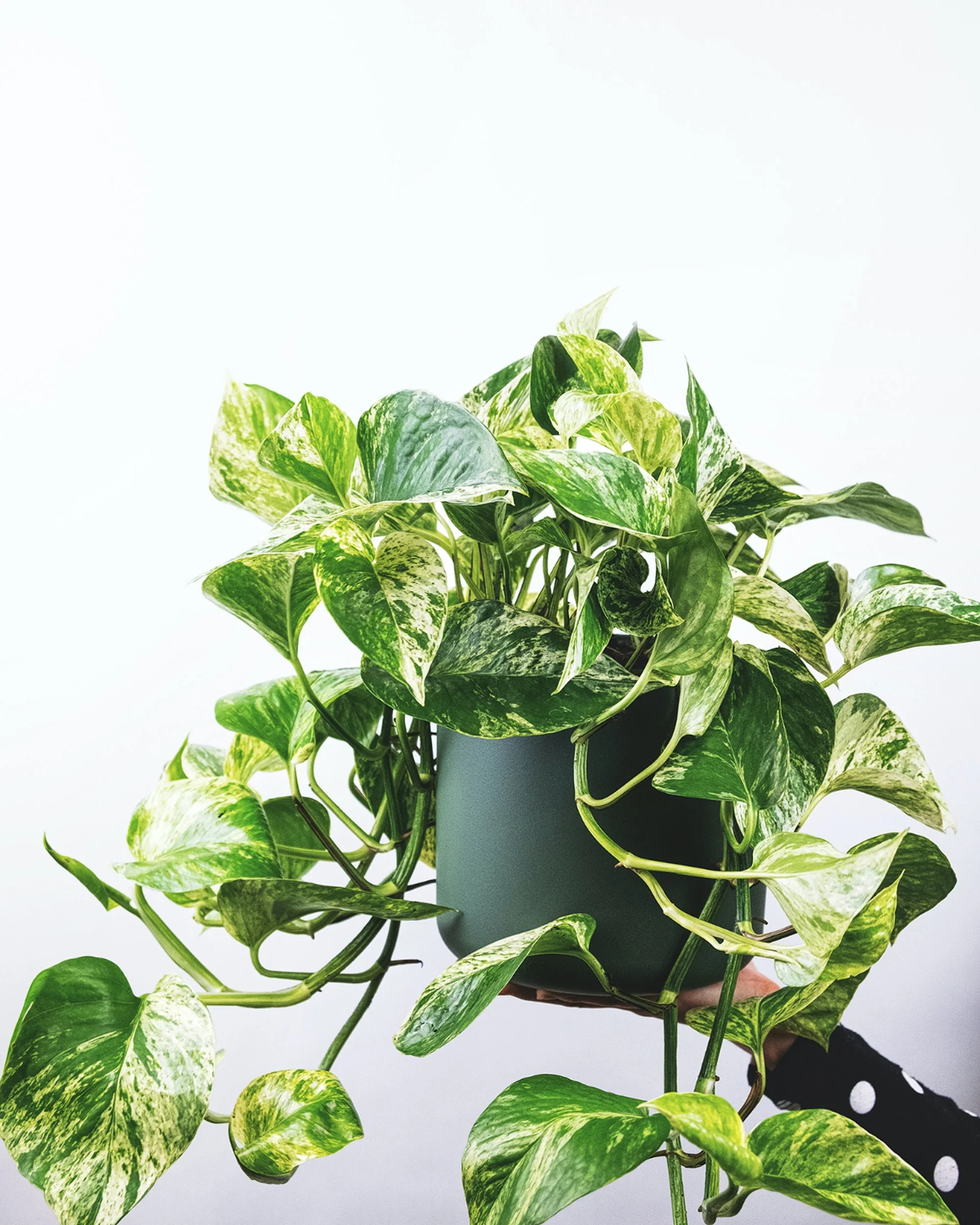 golden pothos.webp