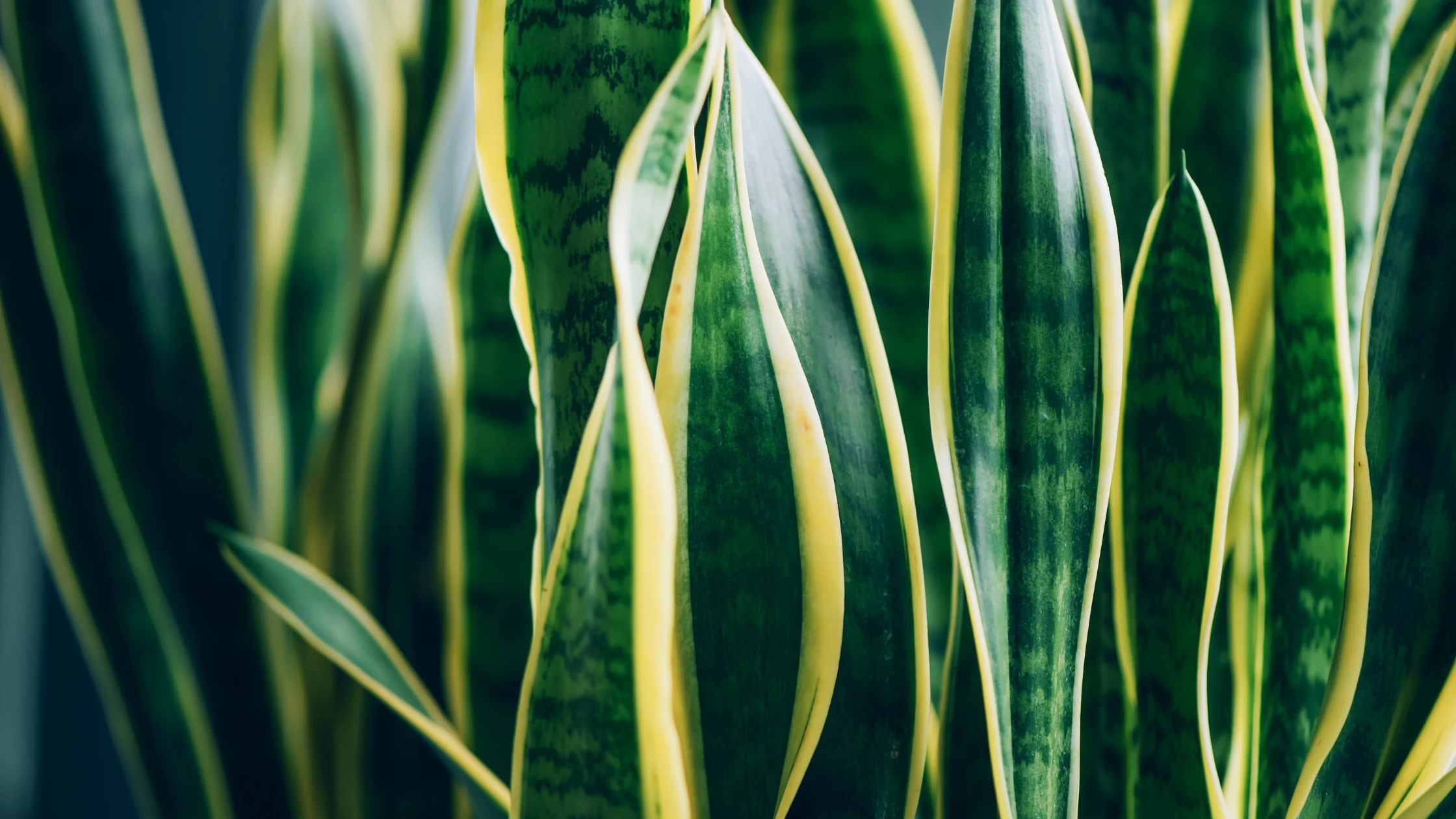 closeup snake plant.webp