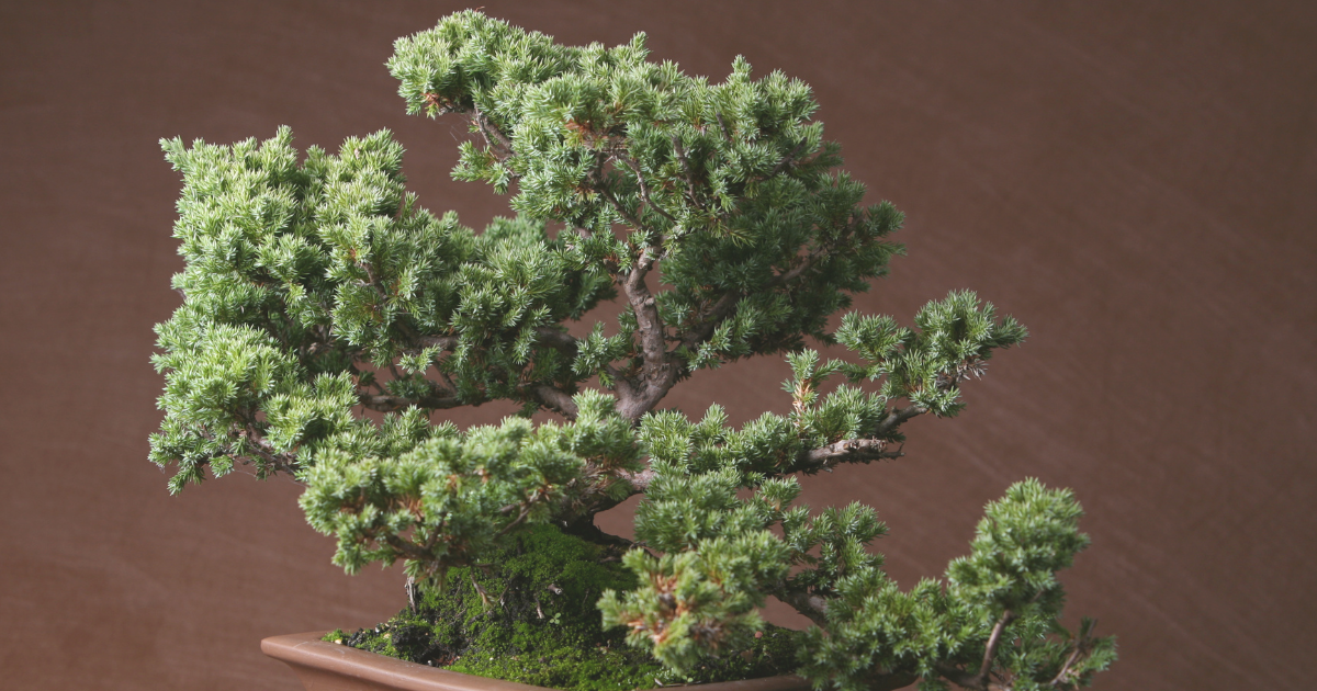 juniper bonsai.png