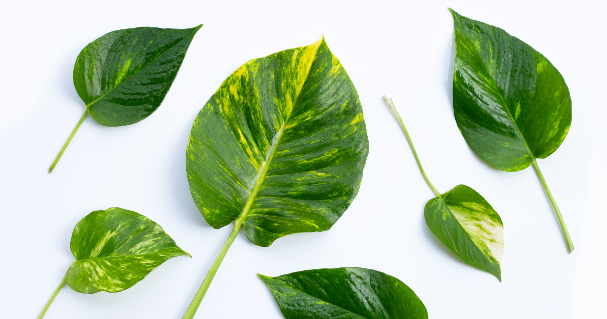 Jade Pothos leaves.png