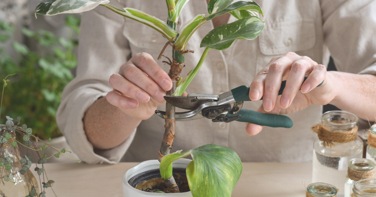 May Pruning Tips for Common Houseplants.png