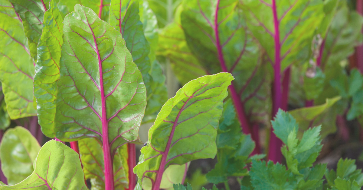 Swiss Chard (Beta vulgaris).png