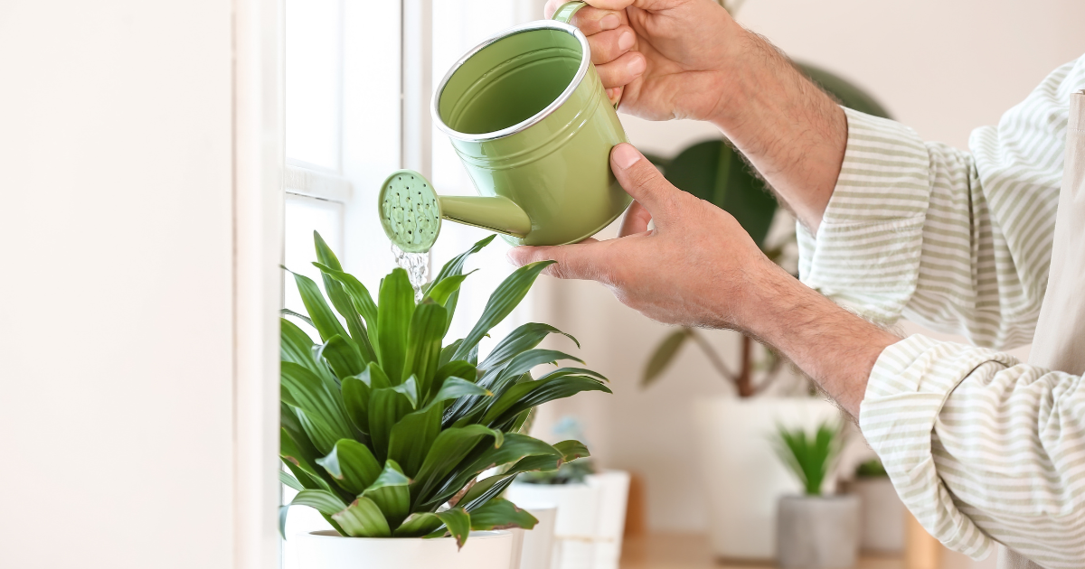 indoor plant watering.png