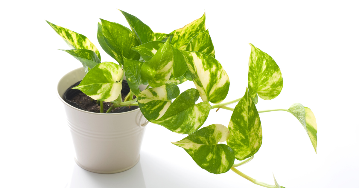 Pothos.png