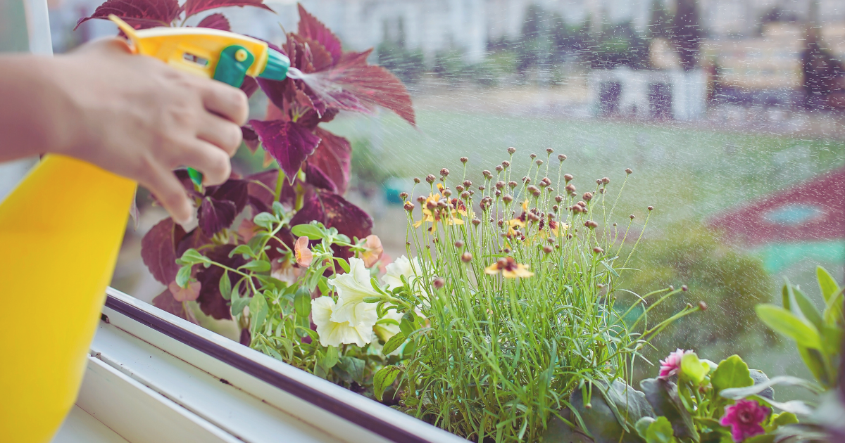 Keep a Summer Watering Schedule.png