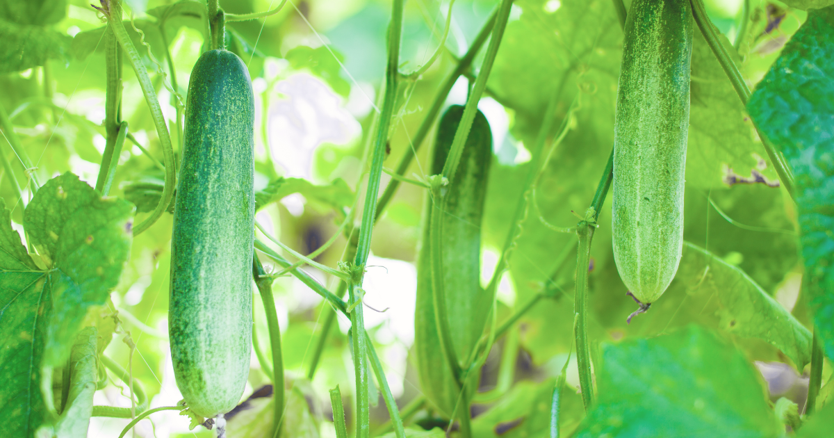 CUCUMBERS.png