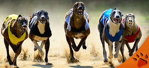 How to bet on greyhounds - Greyhound betting guide | LeoVegas