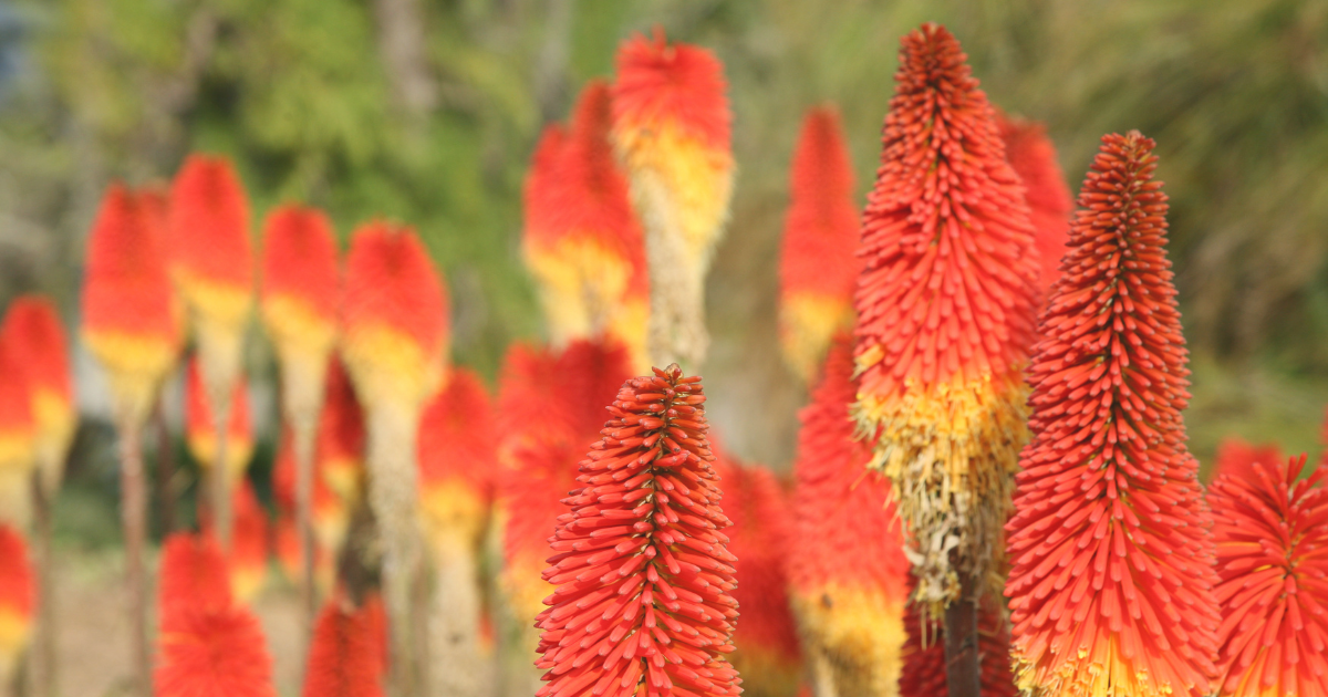 Red Hot Poker.png