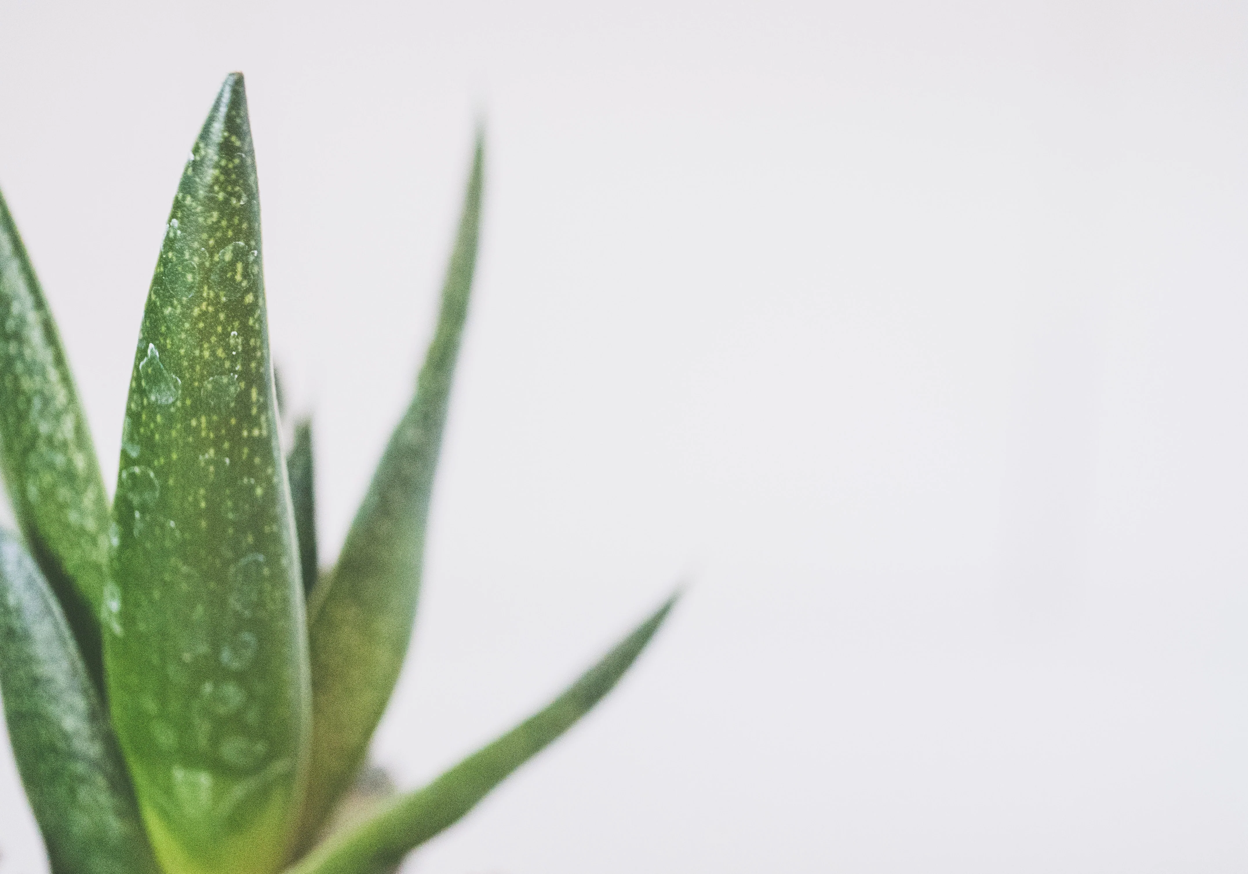 aloe vera plant for work.webp