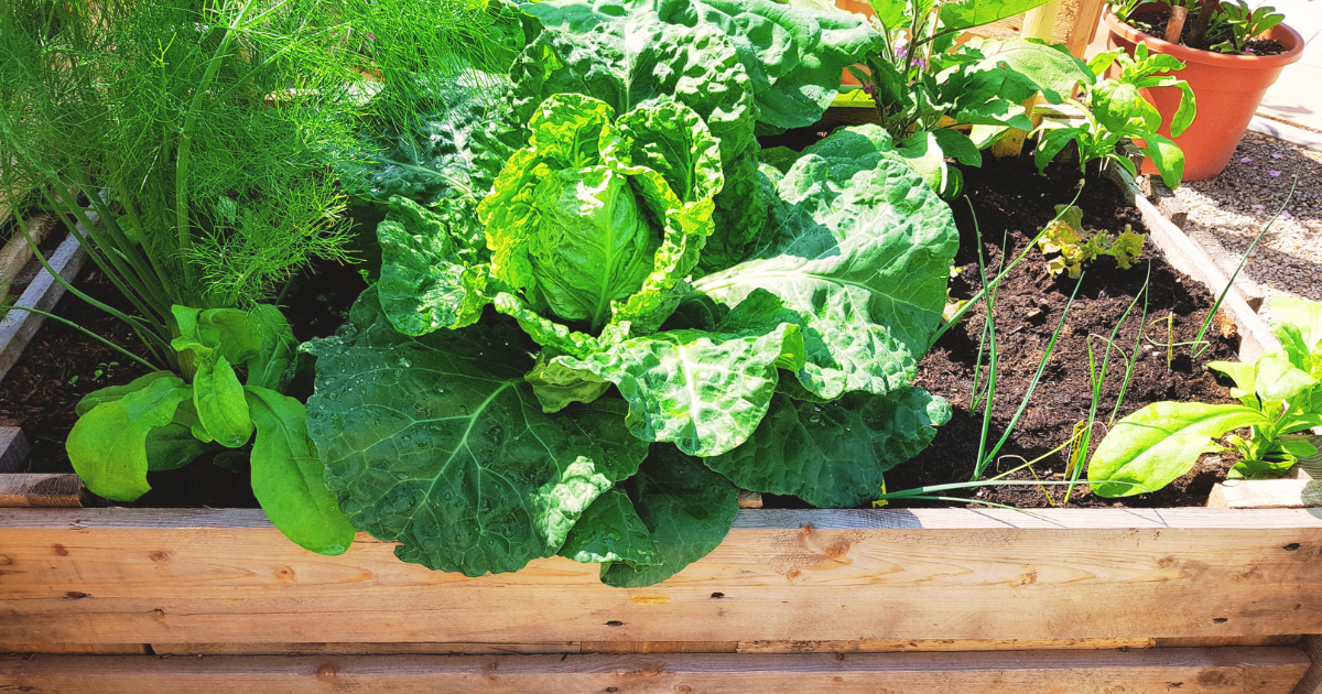 Selecting Plants for Summer Growth.png
