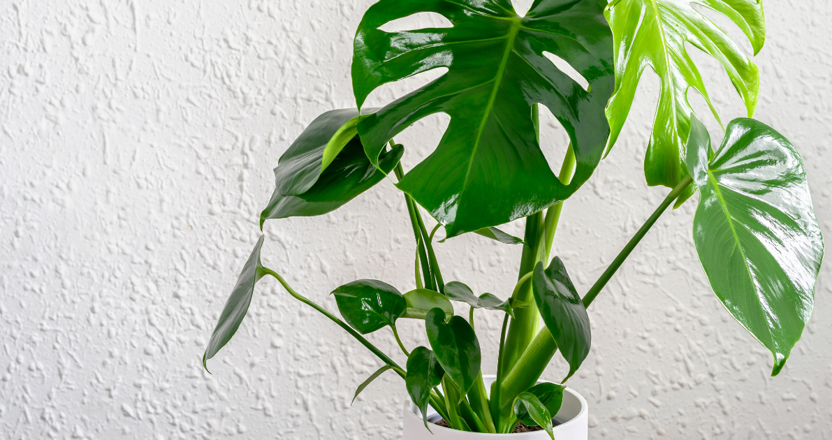 Monstera Deliciosa.png