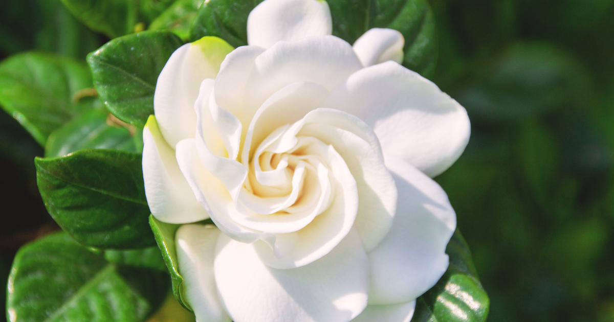 GARDENIA.png