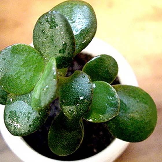 Jade plant.jpg