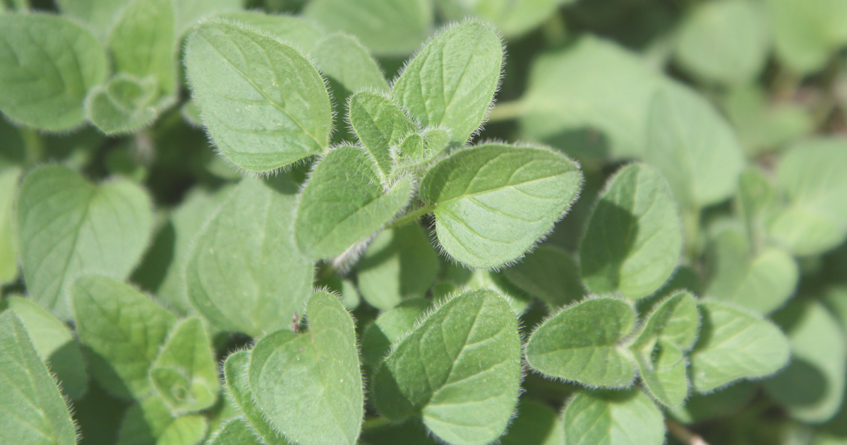 OREGANO.png