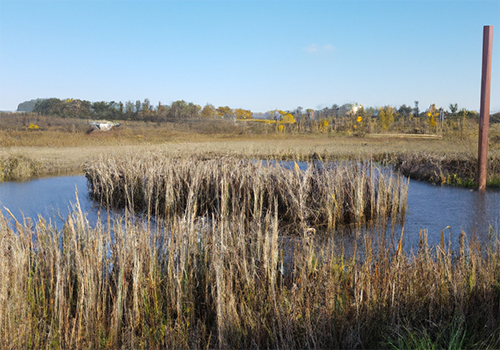 Helofytenfilters en natuurlijke zuivering